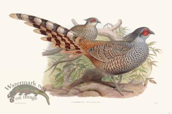 Gould Game Bird 007